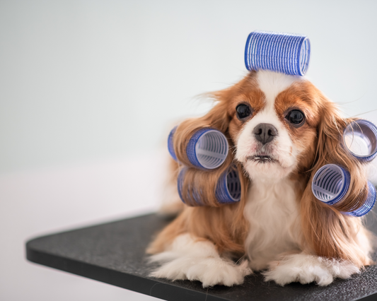 The Power of Salmon Oil: Unveiling the Science-Backed Benefits for Dogs