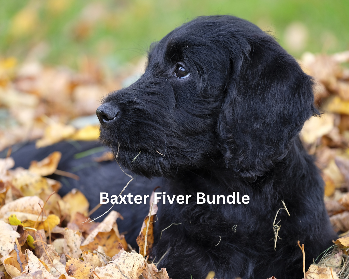 Baxter Fiver Bundle - 10 treats!