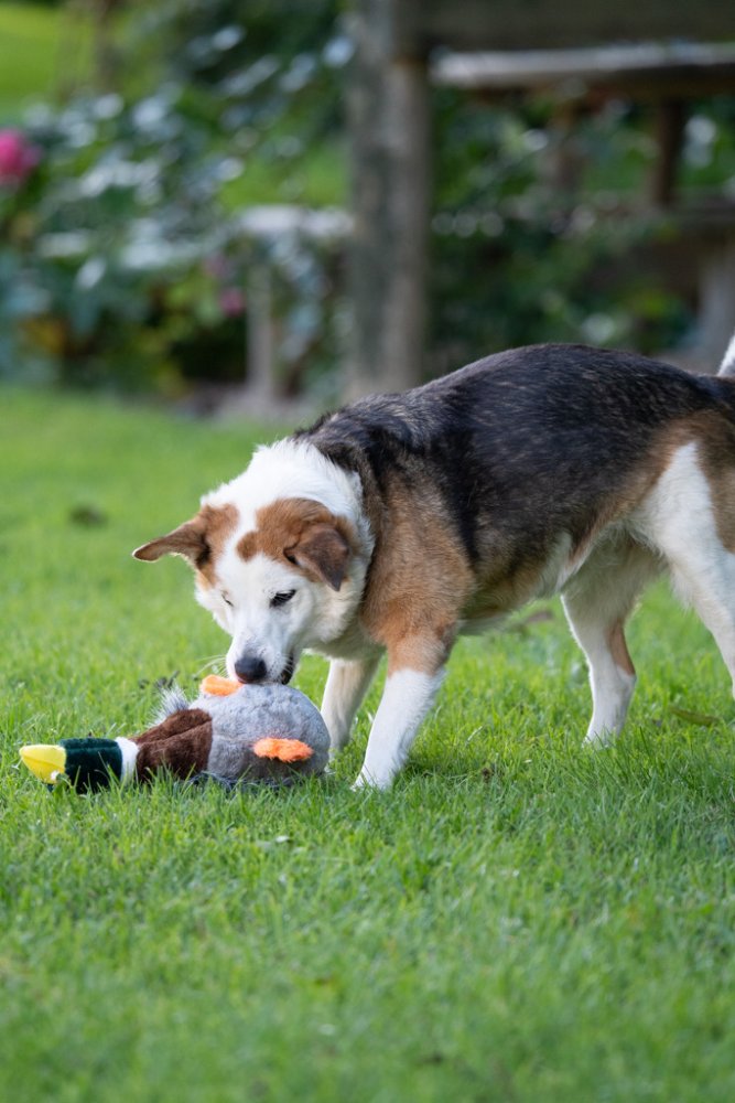 Honking Duck Plush Toy