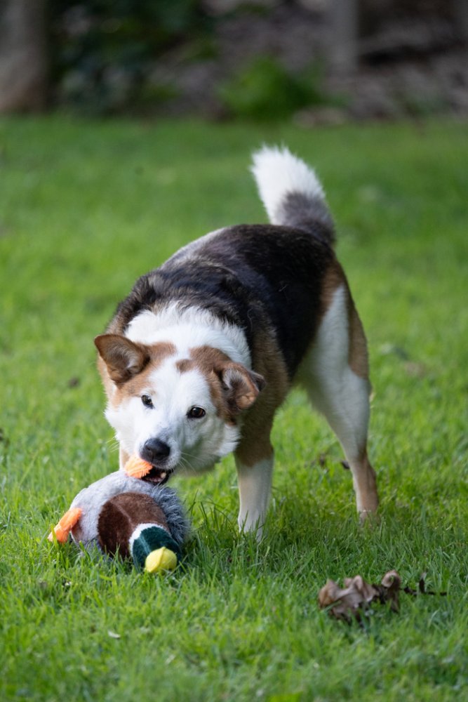 Honking Duck Plush Toy
