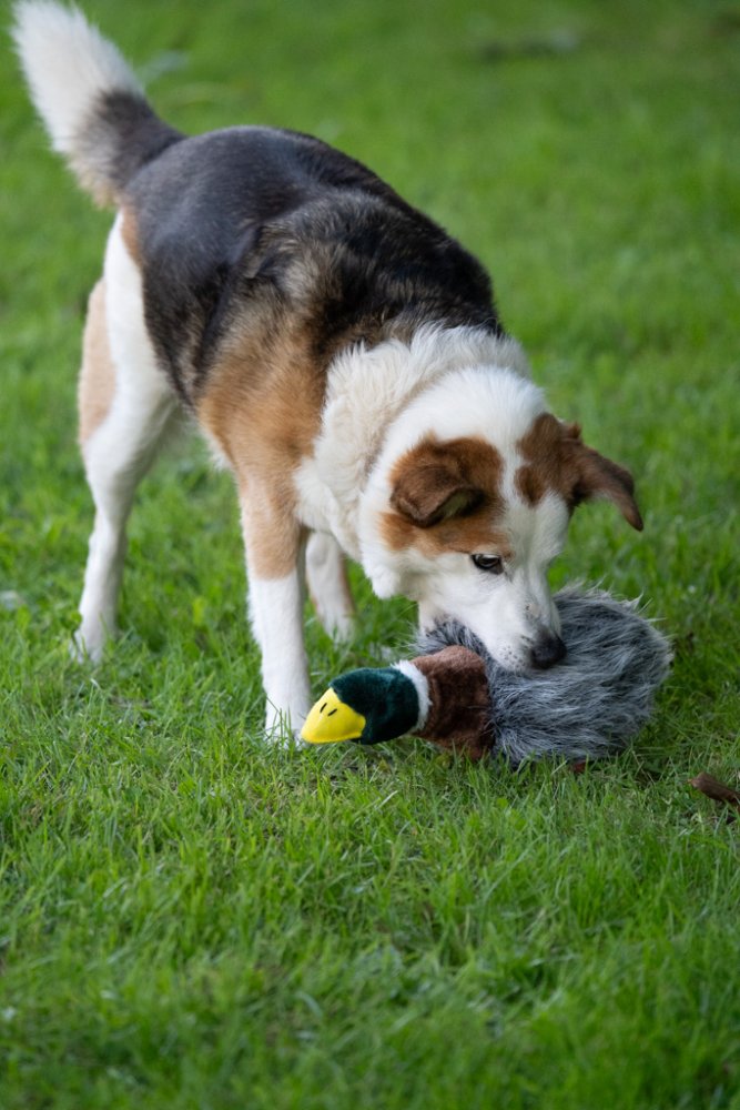 Honking Duck Plush Toy