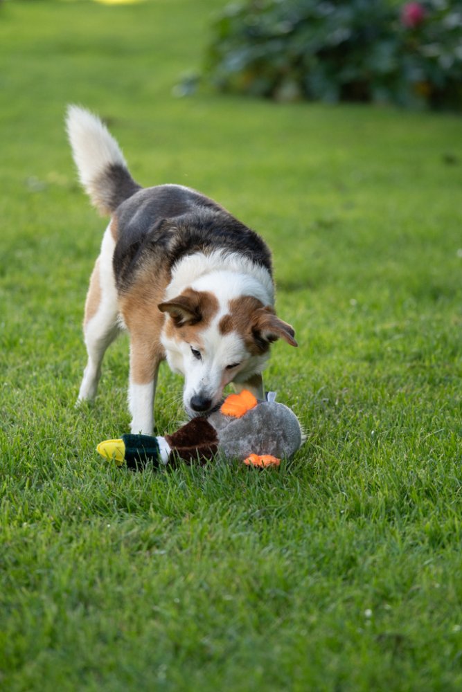 Honking Duck Plush Toy