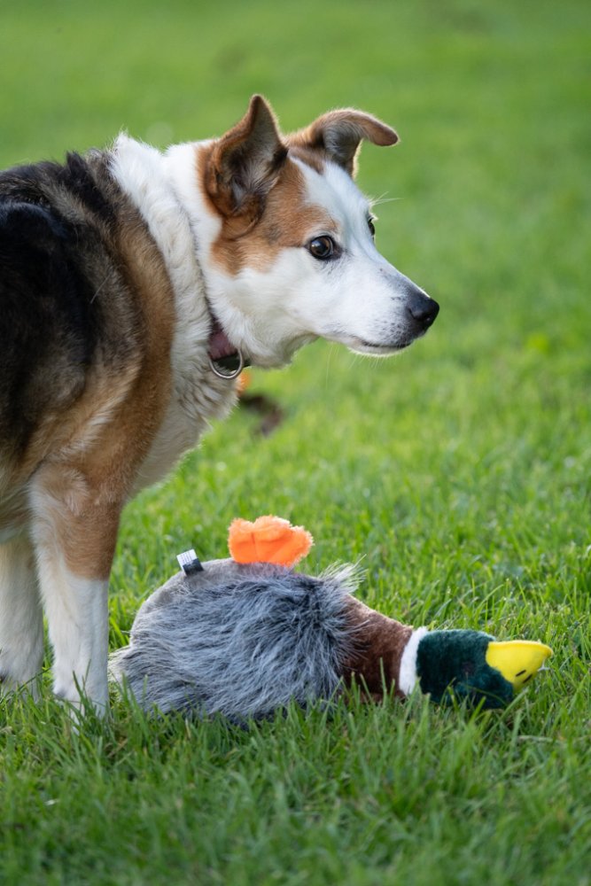 Honking Duck Plush Toy