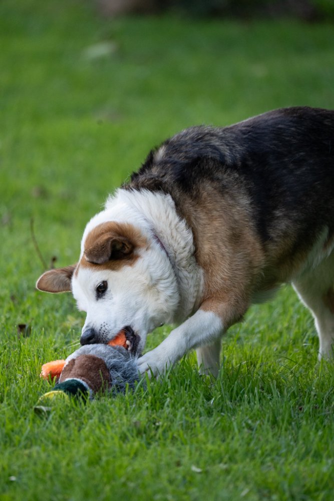 Honking Duck Plush Toy