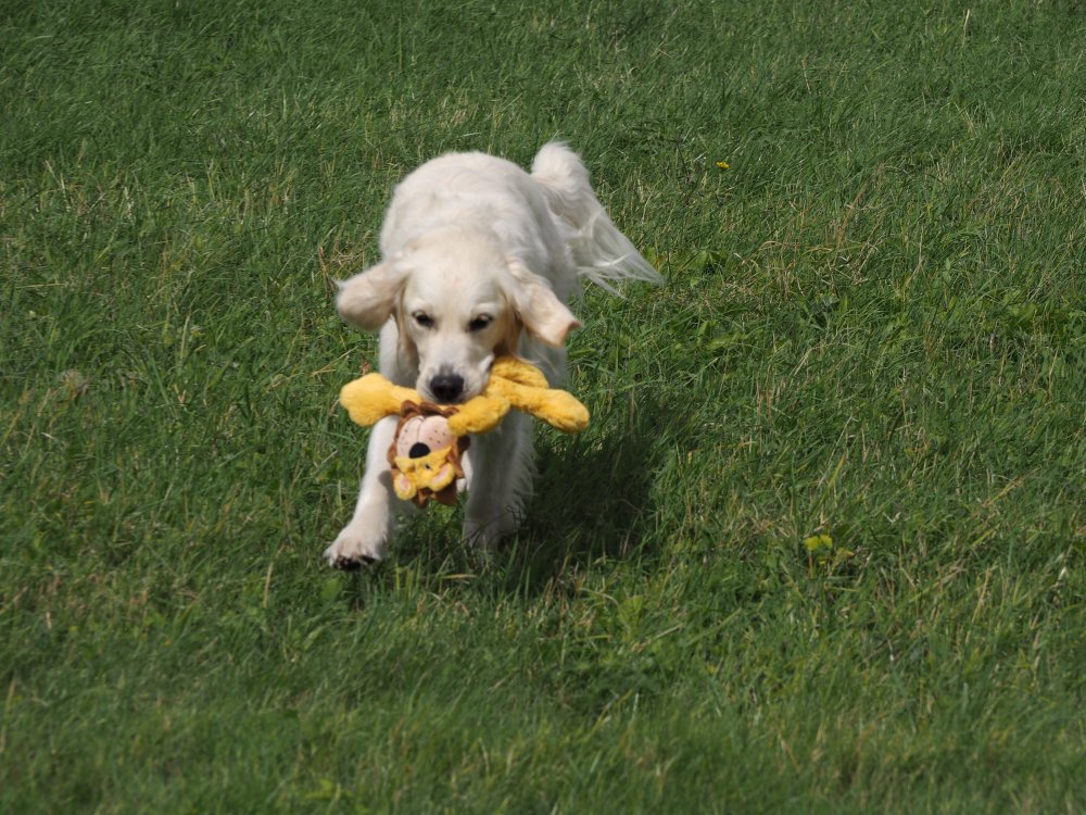 Buddies Lucas Lion Rope Toy