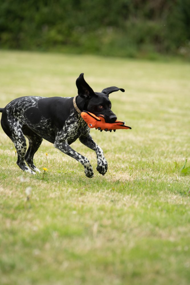 Seriously Strong Super Tough Nobbly Crocodile Toy