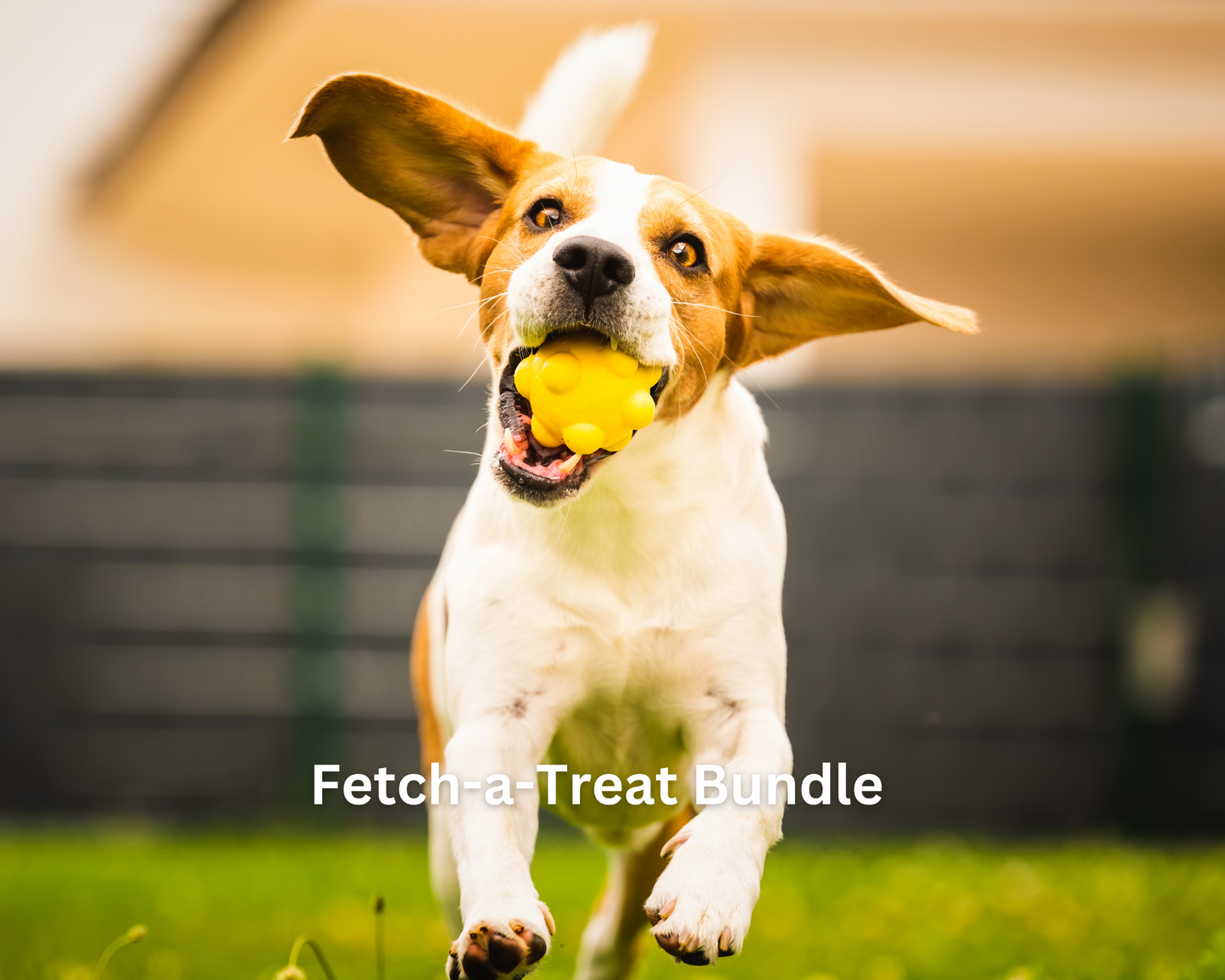 Fetch-a-Treat Bundle (Training Trio)