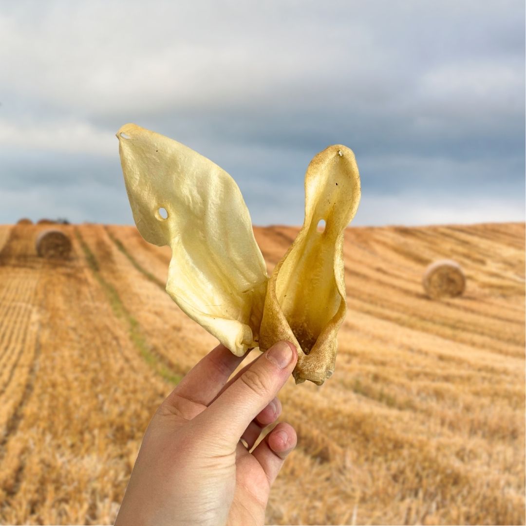 Natural Goat Ear Dog Chew – Single