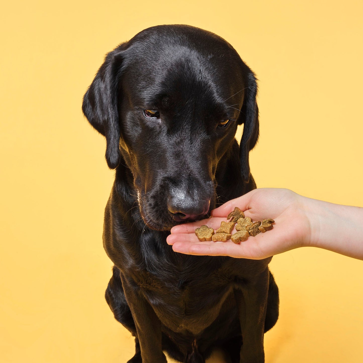 Probiotic Meaty Treats Bundle