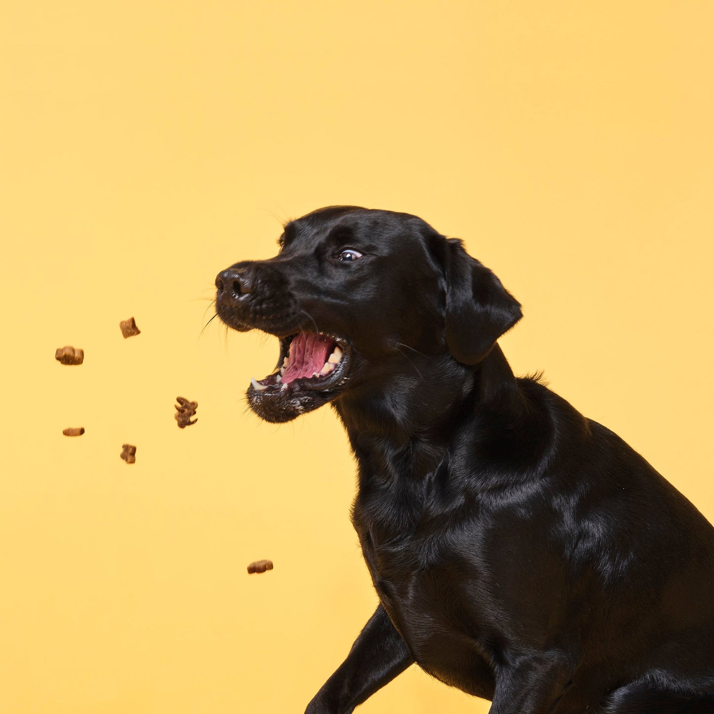 Probiotic Meaty Treats Bundle