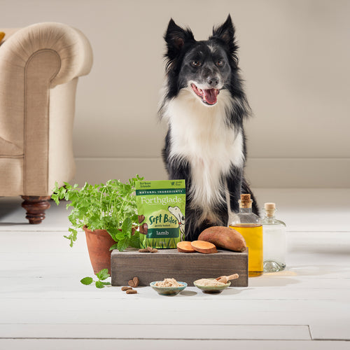 Natural Hand-Baked Soft Bite Treats With Lamb