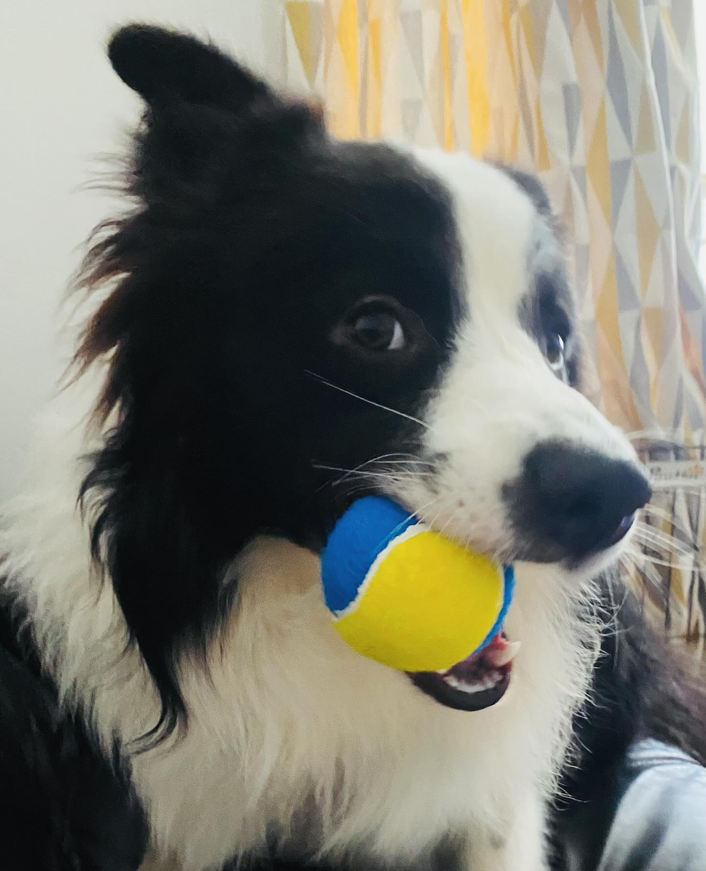 Oakley with ball