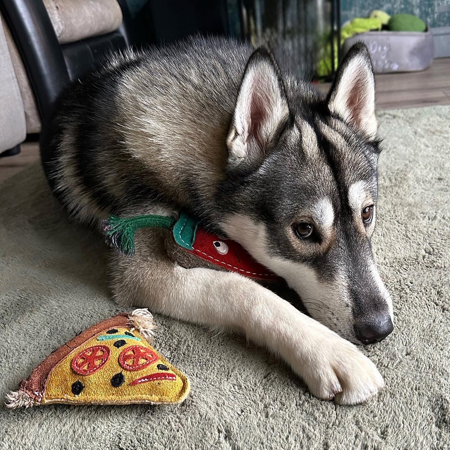 Green and wilds eco pizza dog toy