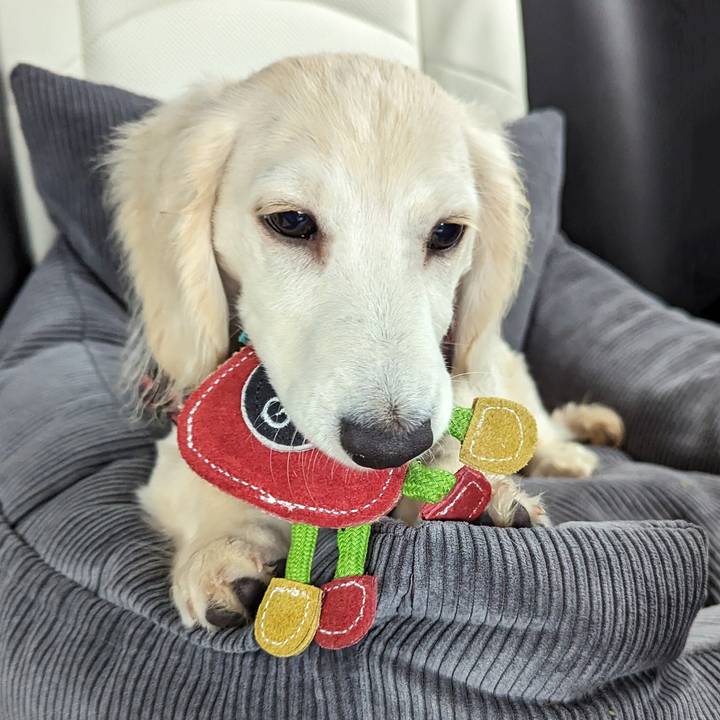 Steve the Strawberry, Eco Dog and Cat Toy