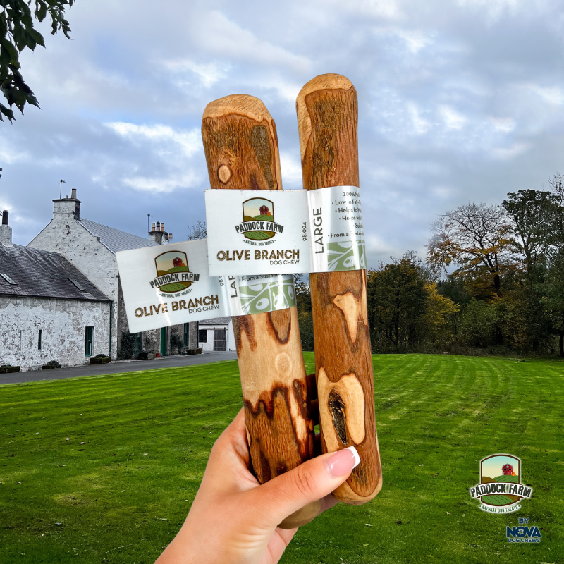 Paddock farm olive branch dog and puppy chew