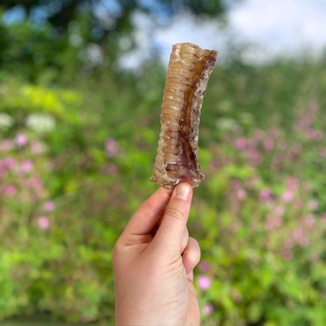Beef Trachea 12cm Dog Chew – Natural