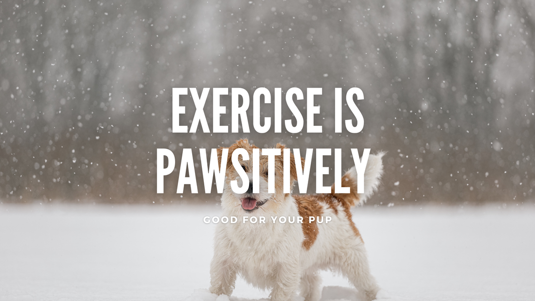 Exercise is Pawsitively Good for Your Cockapoo!