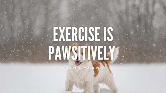 Exercise is Pawsitively Good for Your Cockapoo!