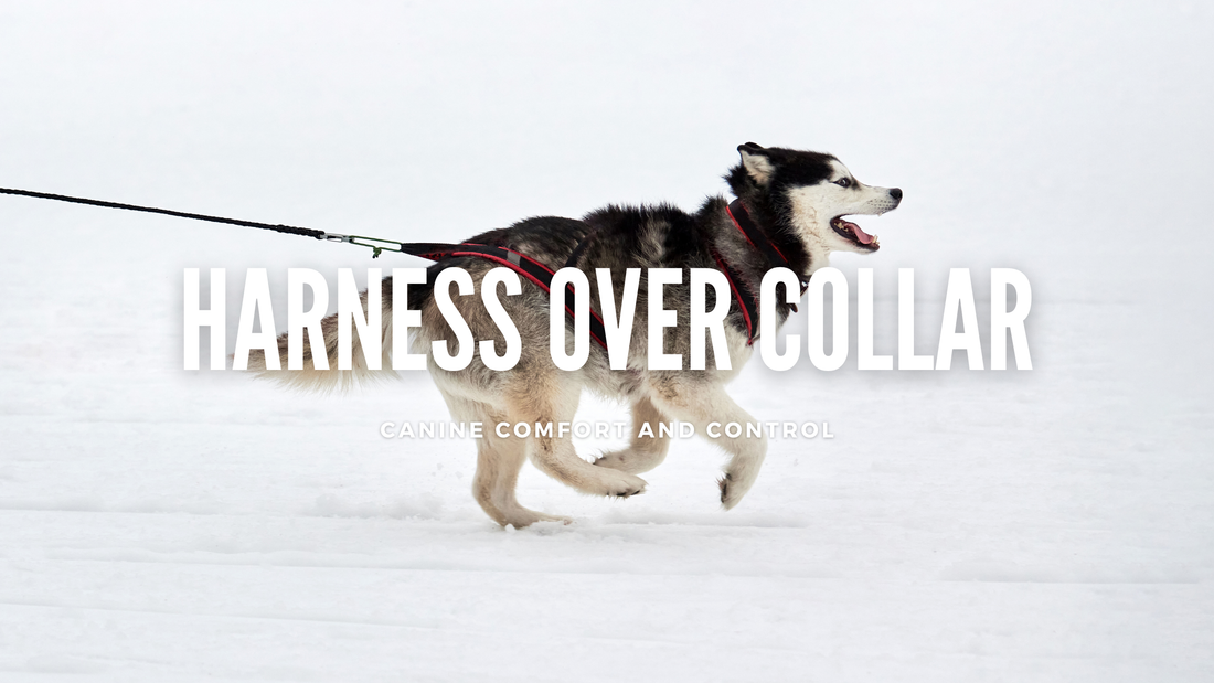 Harnesses Over Collars: A Scientific Case for Canine Comfort and Control
