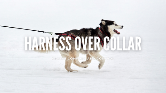 Harnesses Over Collars: A Scientific Case for Canine Comfort and Control