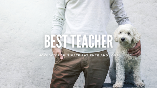 Man's Best Teacher: How Dogs Cultivate Patience and Love