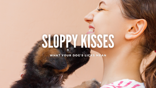 The Science Behind Those Sloppy Kisses: What Your Dog's Licks Really Mean