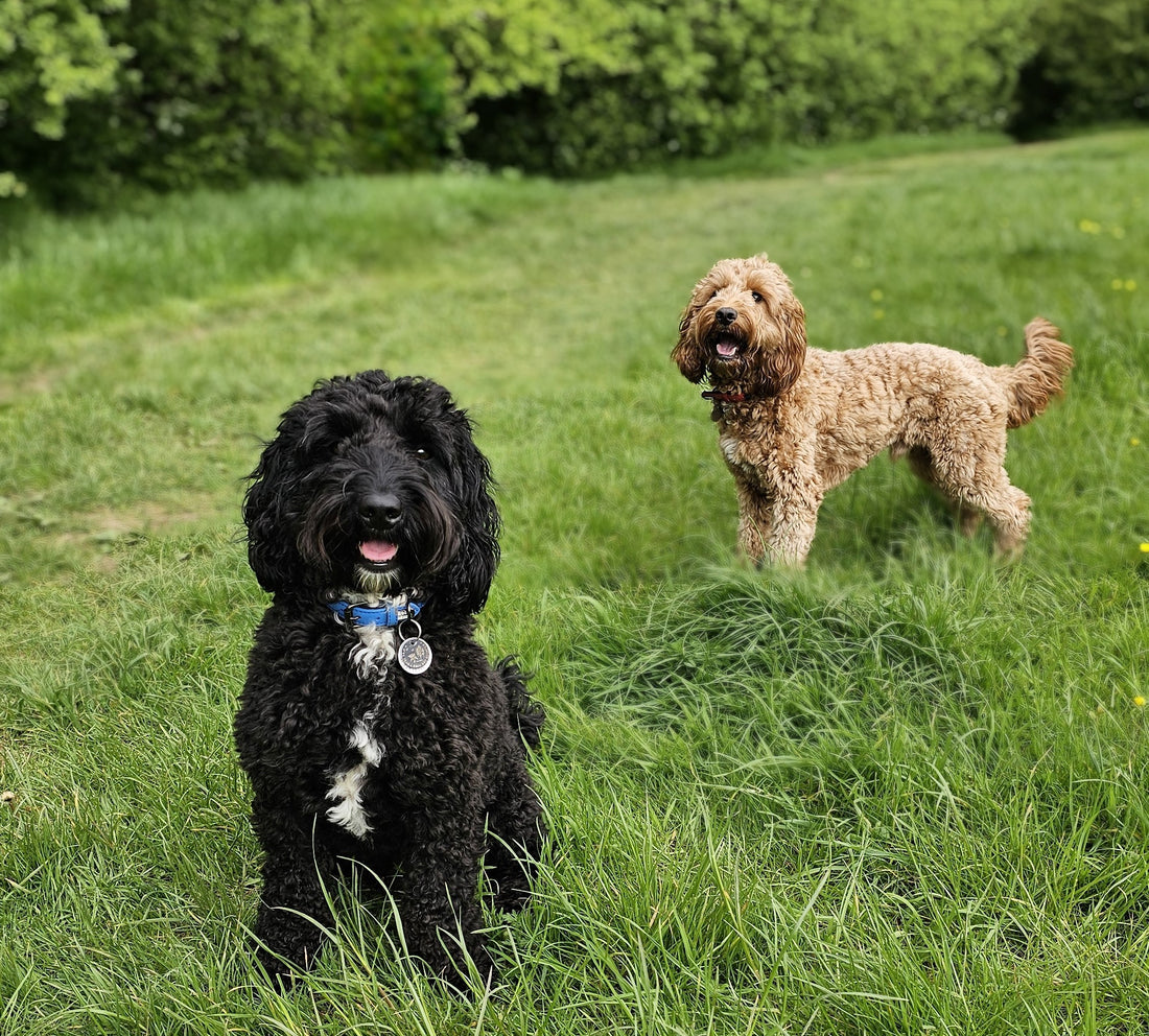 Keeping Our Pups Cool This Summer