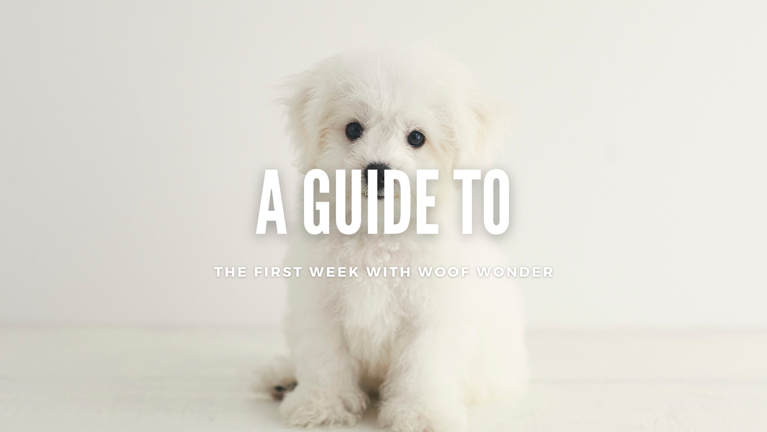 Bringing Home Your New Puppy: A Guide to the First Week