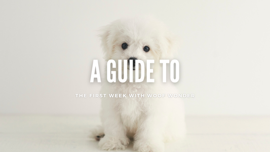 Bringing Home Your New Puppy: A Guide to the First Week