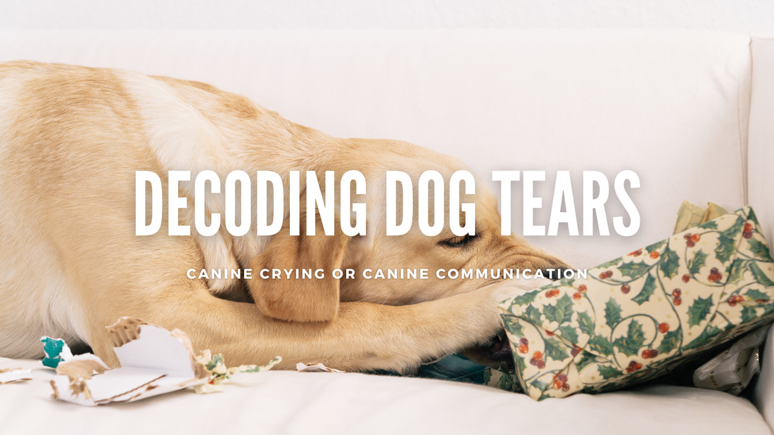 Decoding Doggy Tears: Canine Crying or Canine Communication?
