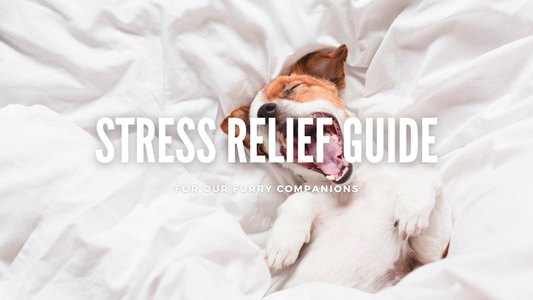 Calming Treats for Dogs: A Heartfelt Guide to Stress Relief for Our Furry Companions