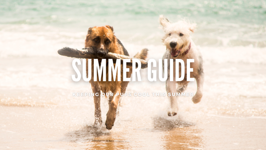 Keeping Our Pups Cool This Summer