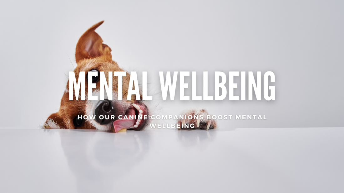 Canine Companions: How Dogs Boost Mental Wellbeing