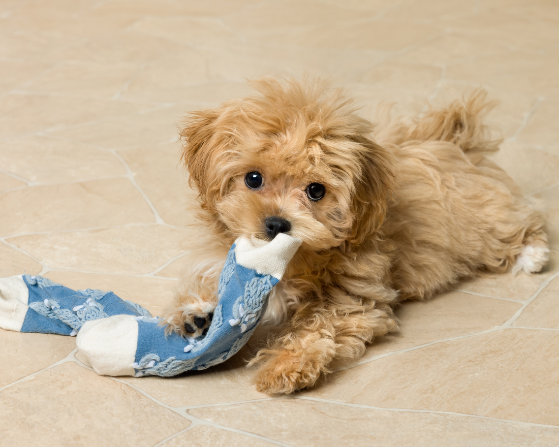 Baxter's Blue Obsession: A Dog's Perspective on Colour