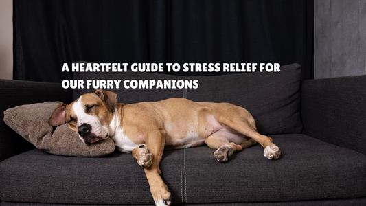 Calming Treats for Dogs: A Heartfelt Guide to Stress Relief for Our Furry Companions