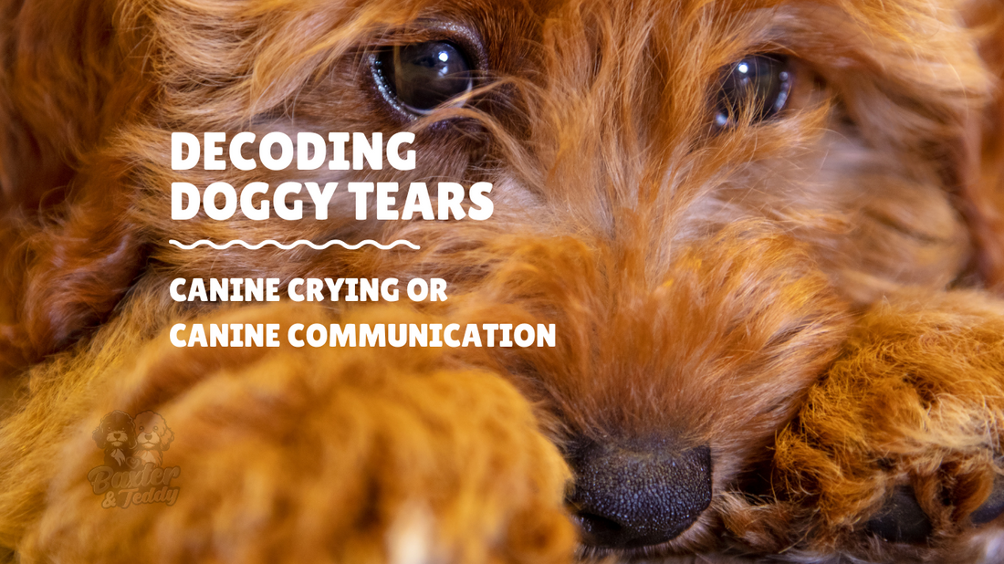 Decoding Doggy Tears: Canine Crying or Canine Communication?