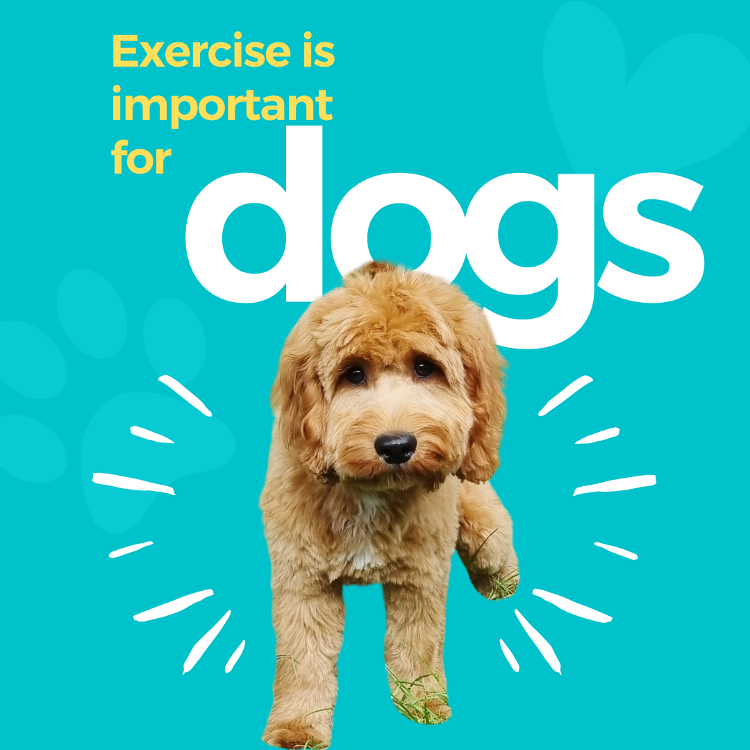 Exercise is Pawsitively Good for Your Cockapoo!