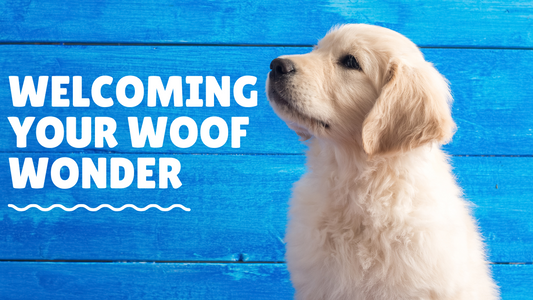 Bringing Home Your New Puppy. A Guide to the First Week