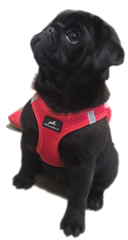 Step-in Air Mesh Dog Harness