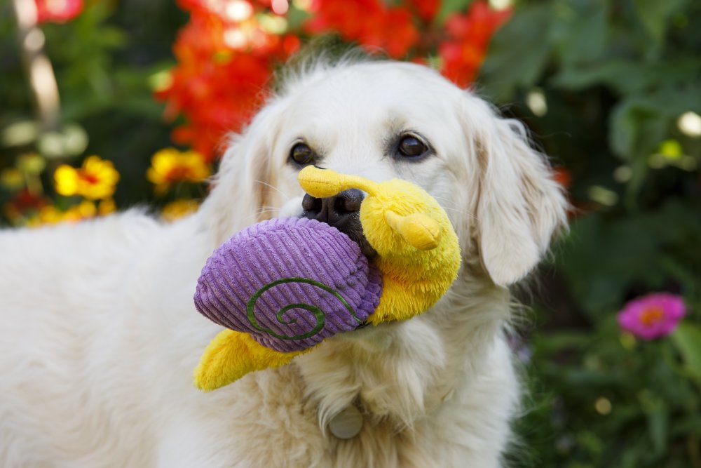 Baxter stuffed dog online