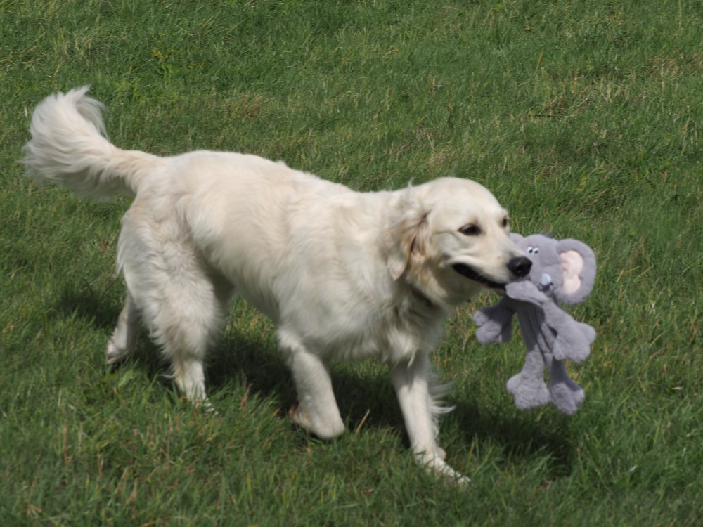 Buddies Elephant Rope Toy