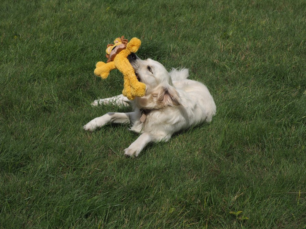 Buddies Lucas Lion Rope Toy