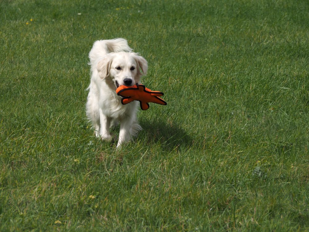 Seriously Strong Super Tough Nobbly Crocodile Toy