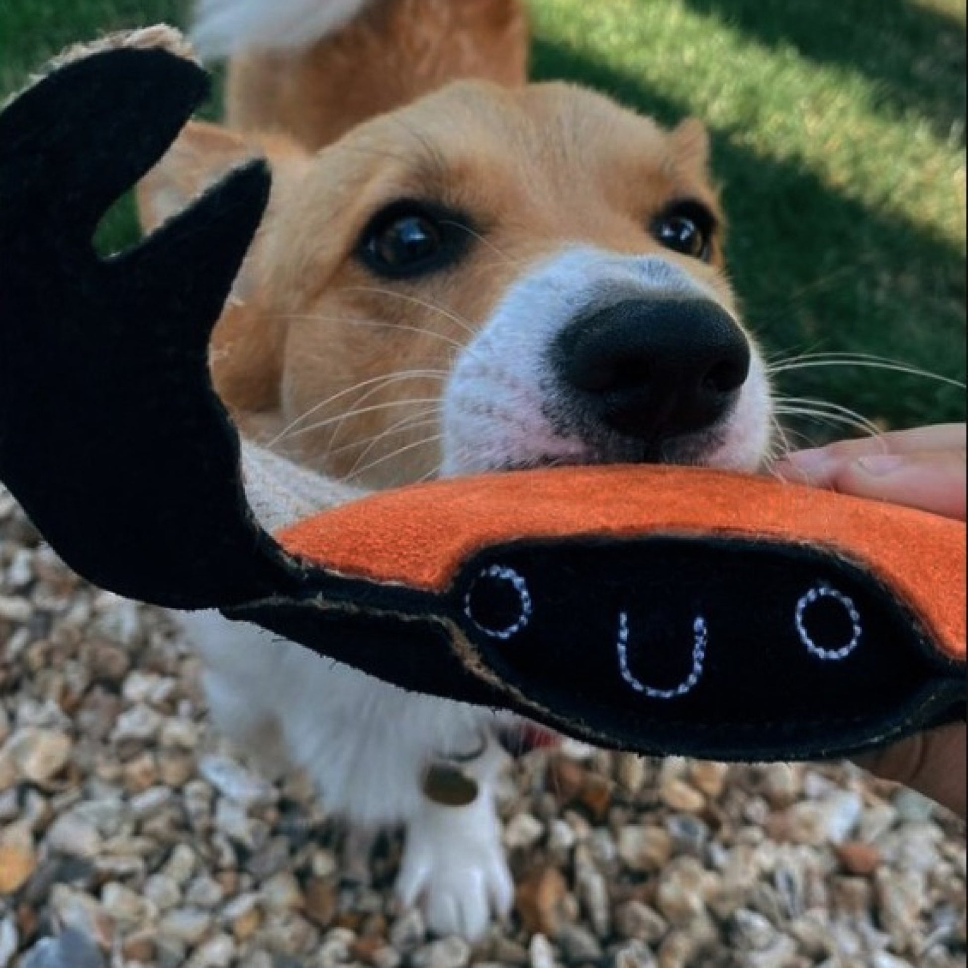 Carlos the crab Eco dog toy