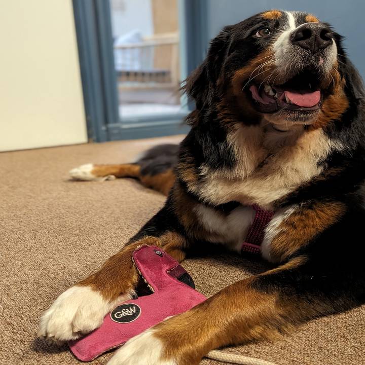 Floyd the Flamingo