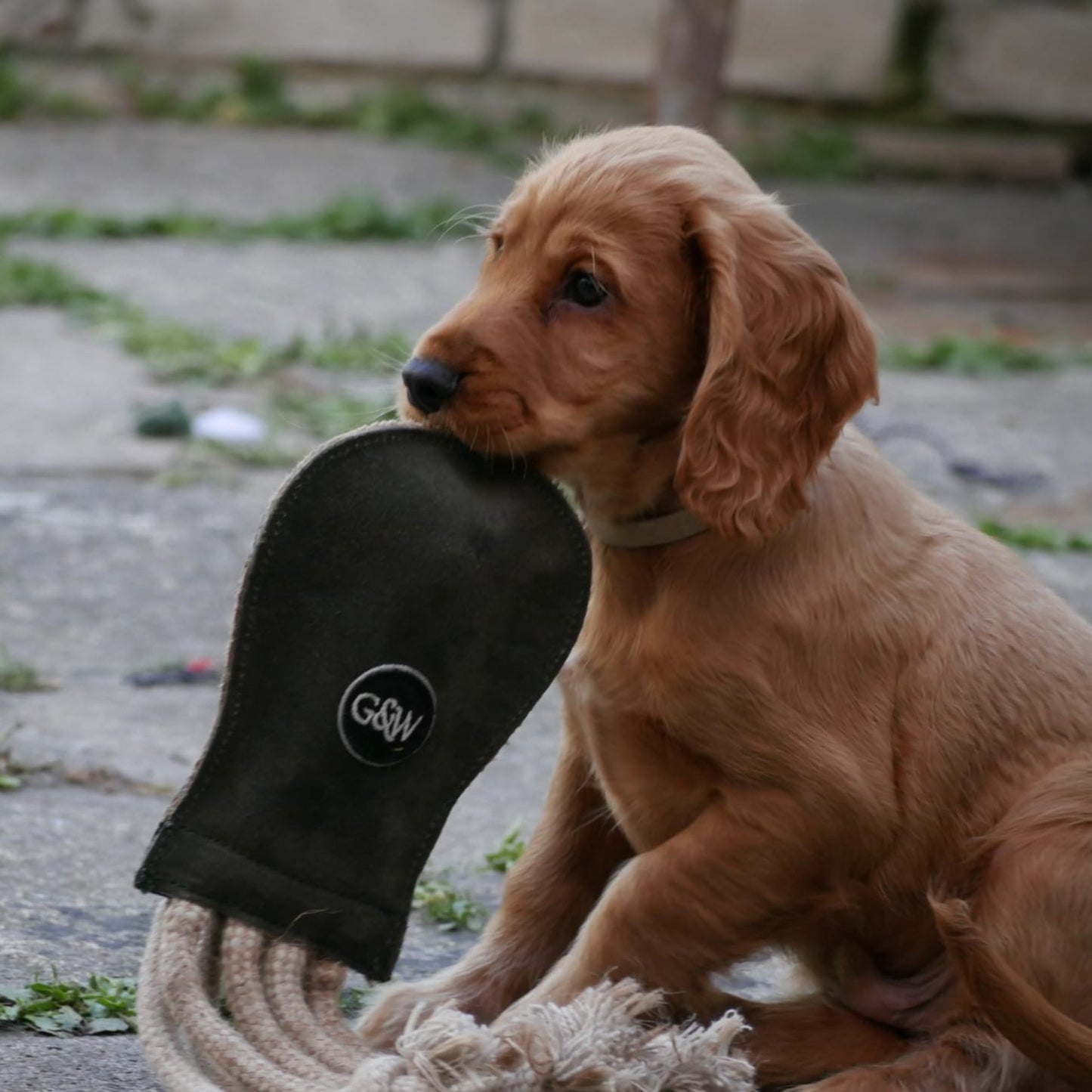 Small puppy playing with olive the octopus dog chew, play toy.